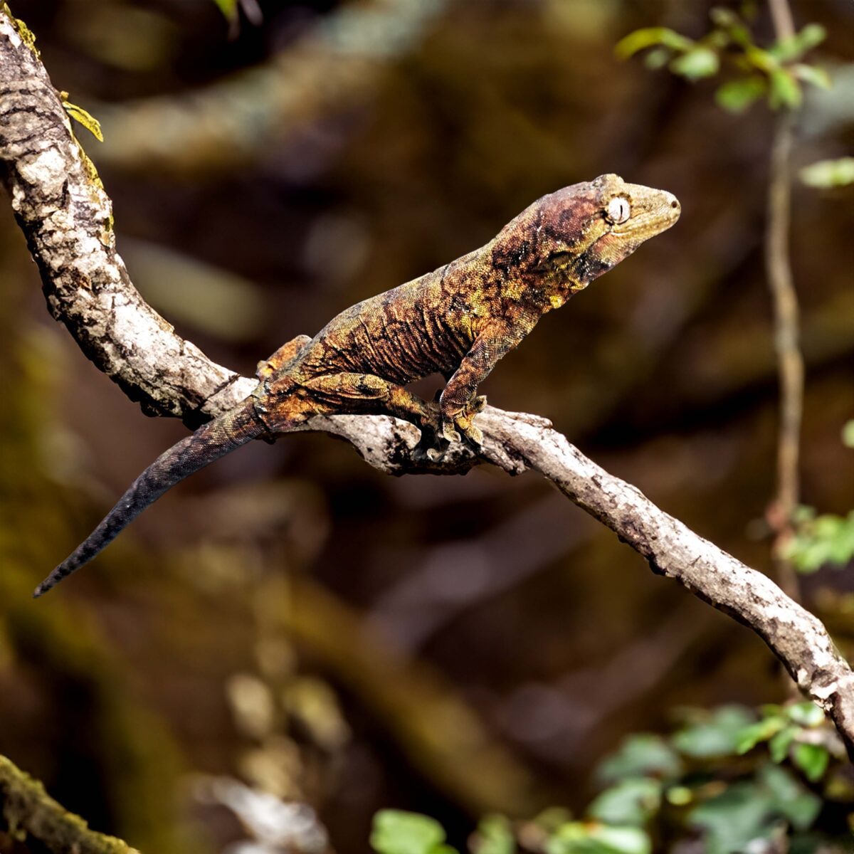 Mniarogekko chahoua Nieuw-Caledonië